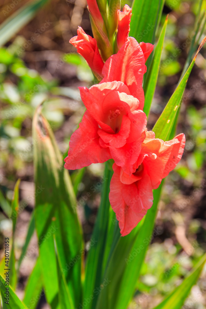 Beautiful gladiolus flower in a garden