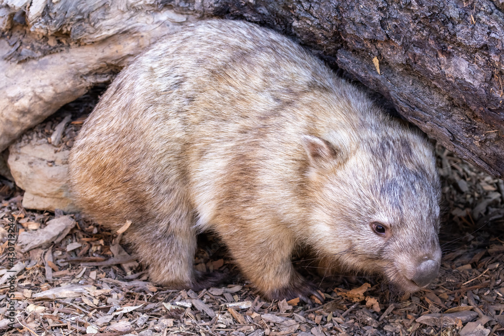 Close up of Common Wombat Close up of Common Wombat