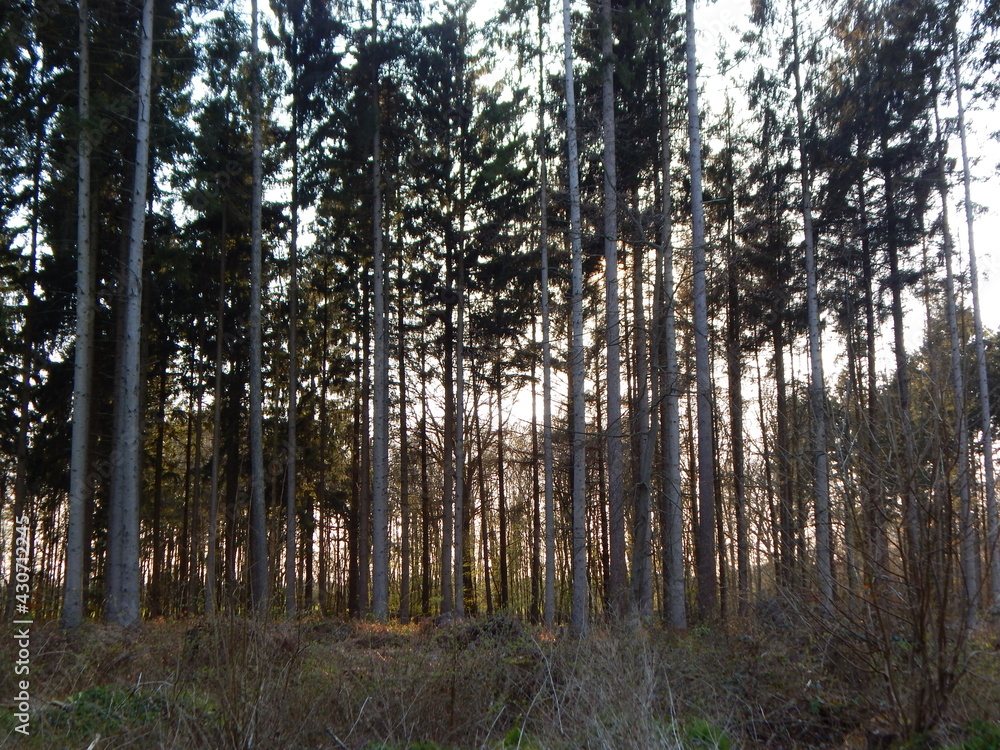 morning in the forest morning in the forest