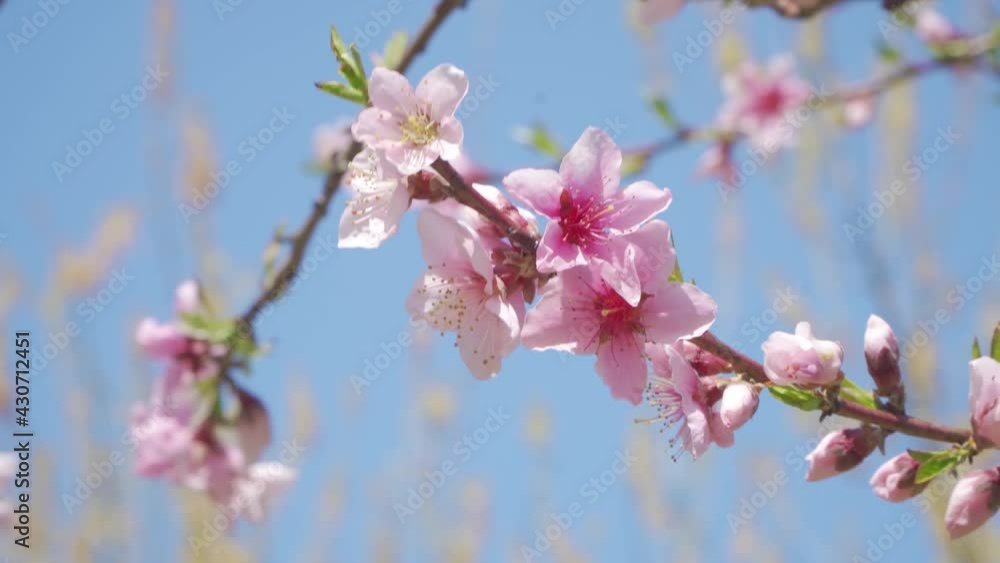 Open peach blossoms in spring, outdoors