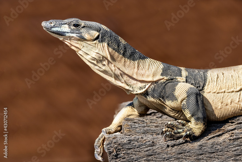 Fényképezés Bell's Phase of Australian Lace Monitor