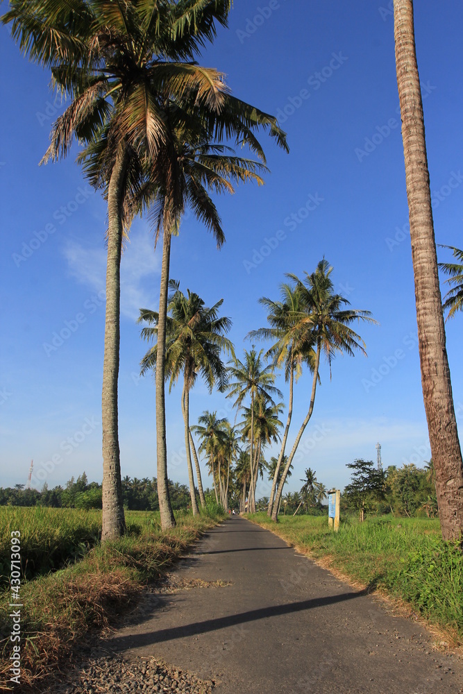 View of rural atmosphere with coconut trees and rice fields.