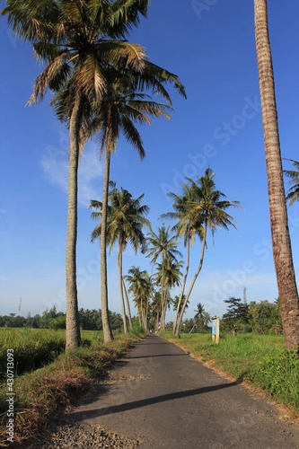 View of rural atmosphere with coconut trees and rice fields.