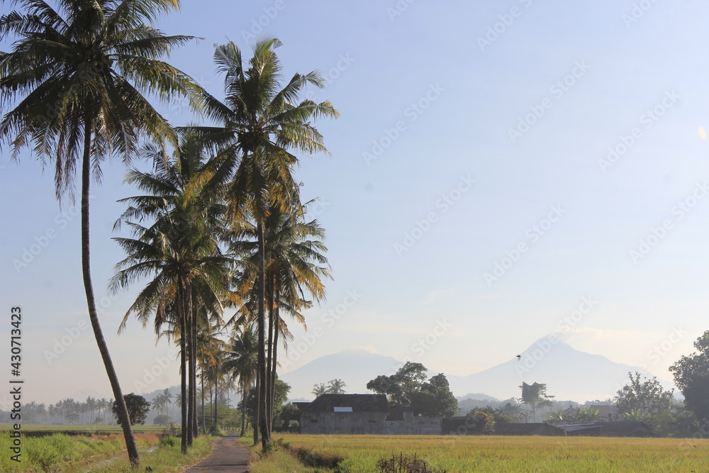 View of rural atmosphere with coconut trees and rice fields. View of rural atmosphere with coconut trees and rice fields.