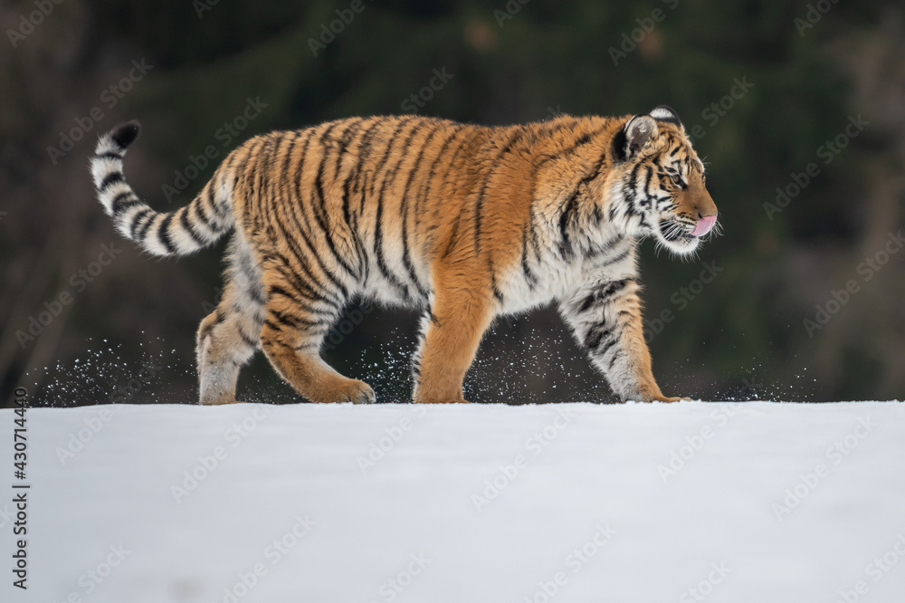 Obraz premium Siberian Tiger running in snow. Beautiful, dynamic and powerful photo of this majestic animal. Set in environment typical for this amazing animal. Birches and meadows