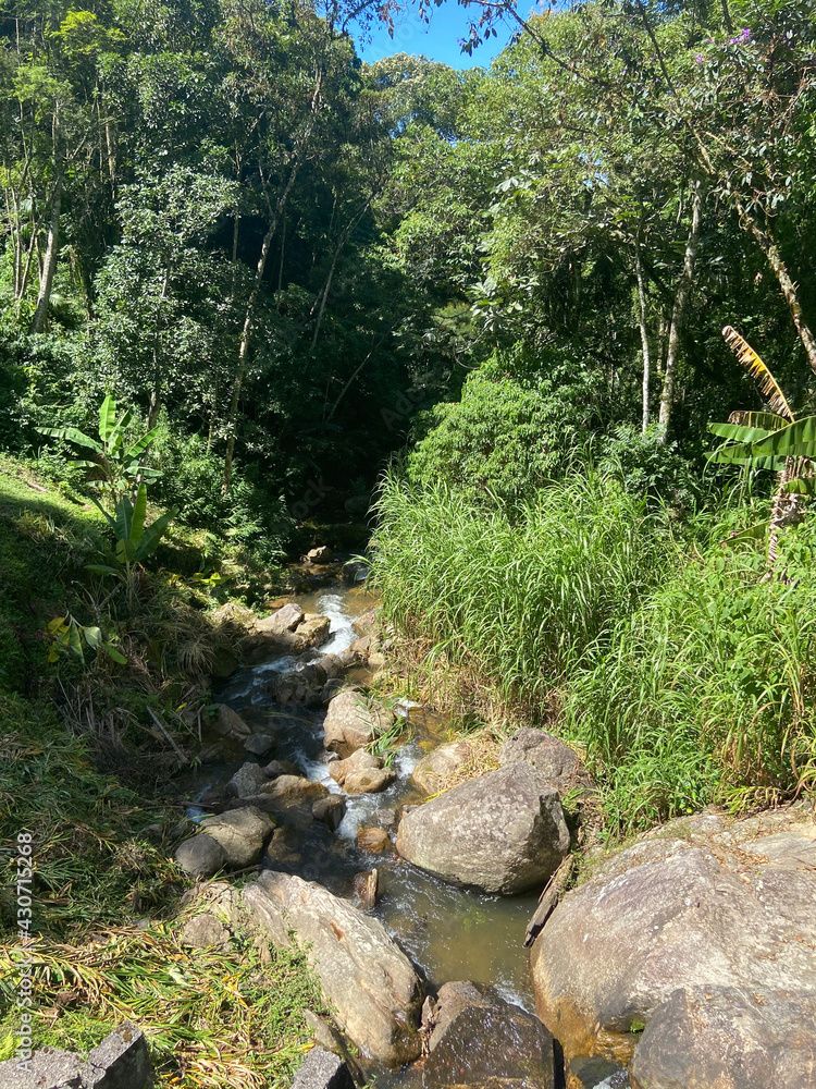 stream in the forest stream in the forest