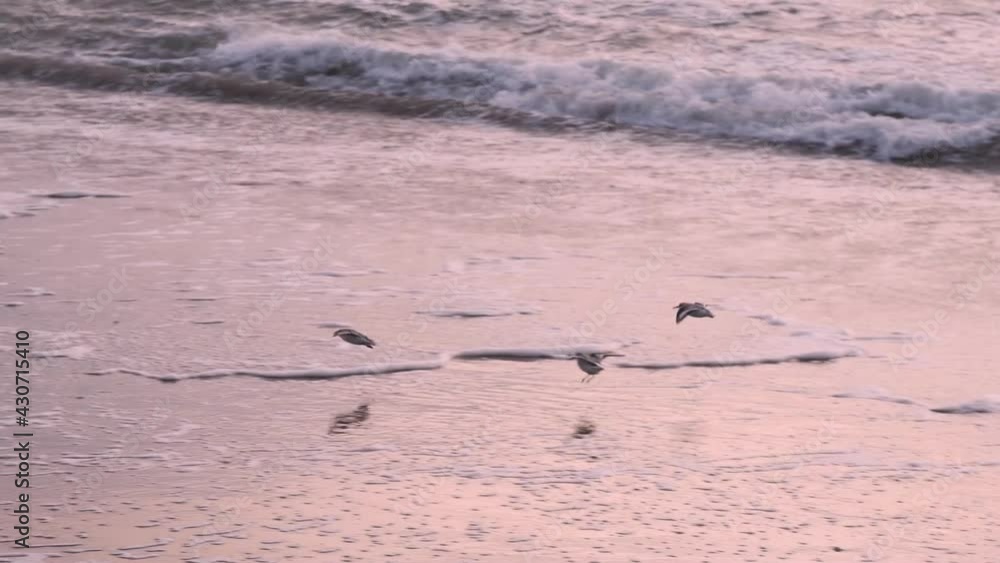 Wild Birds Flying Over Ocean With Splashing Waves During Sunset At Texel Island In North Holland, Netherlands. - Tracking Shot Wild Birds Flying Over Ocean With Splashing Waves During Sunset At Texel Island In North Holland, Netherlands. - Tracking Shot
