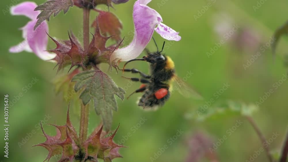 Close-up of a Bumblebee sticking its long tongue out to take pollen form violet flowers in slomo Close-up of a Bumblebee sticking its long tongue out to take pollen form violet flowers in slomo