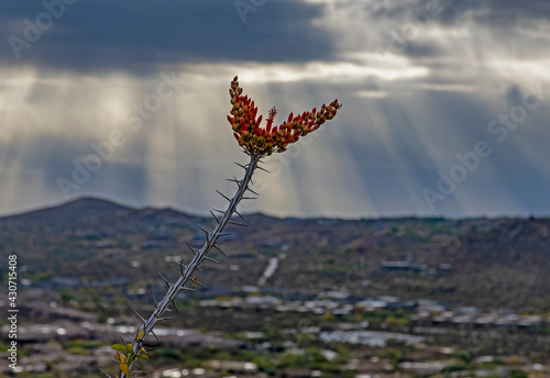 Blloming Cactus Plant In The Arizona Desert With Moody Sky