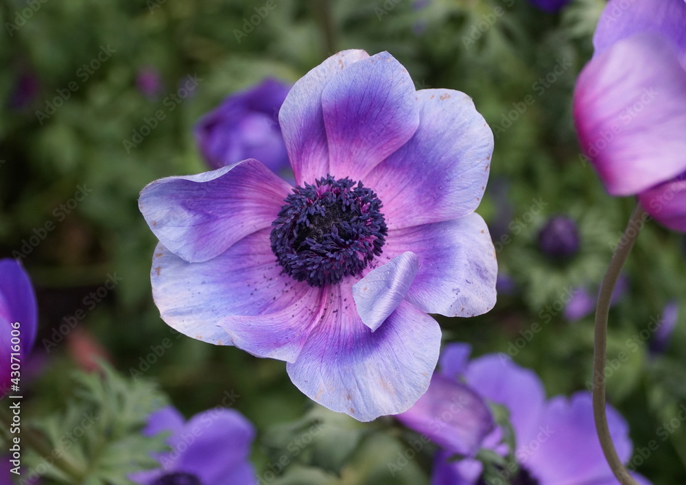 Close up of Poppy Anemone flower 'Monalisa Deep Blue'