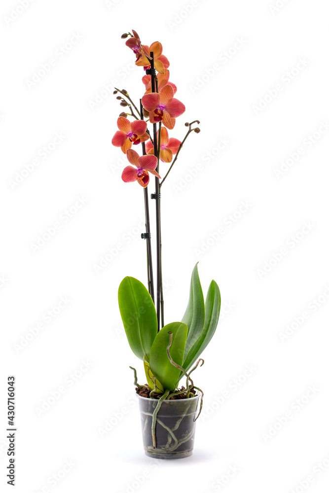 Scrub phalaenopsis orchid in a pot on a white background - obrazy, fototapety, plakaty 