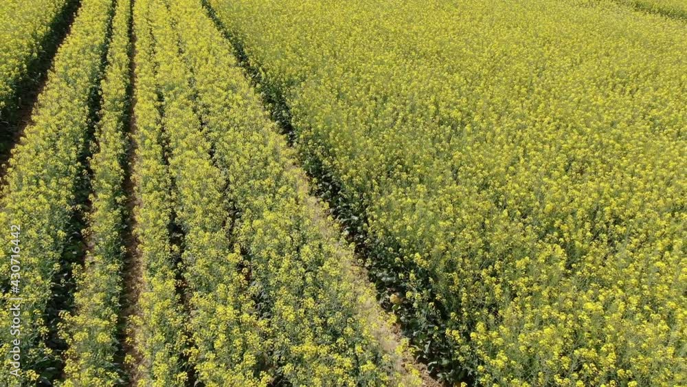 Colza field, Lot-et-Garonne, France, Europe Colza field, Lot-et-Garonne, France, Europe
