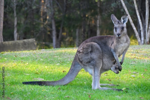 Mother kangaroo with baby Joey