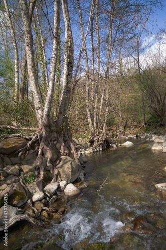 stream in the woods of Tuscany on a sunny spring day 