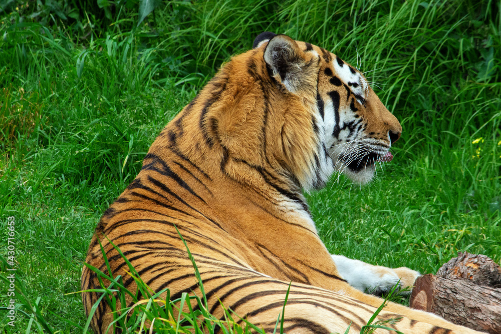 Obraz premium Amur Siberian Tiger