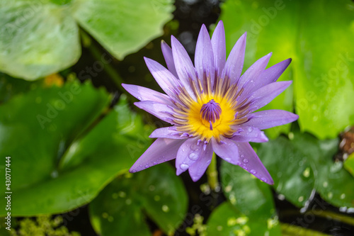 Purple lotus flowers are beautiful in nature. It is a water plant that is common in Ratchaburi Province  Thailand