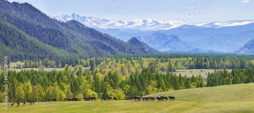 Mountain valley on a spring sunny day, snow on the peaks and greenery. Herd of horses in the field.