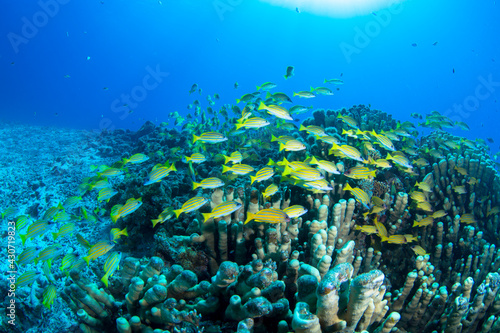 石垣島 珊瑚 サンゴ