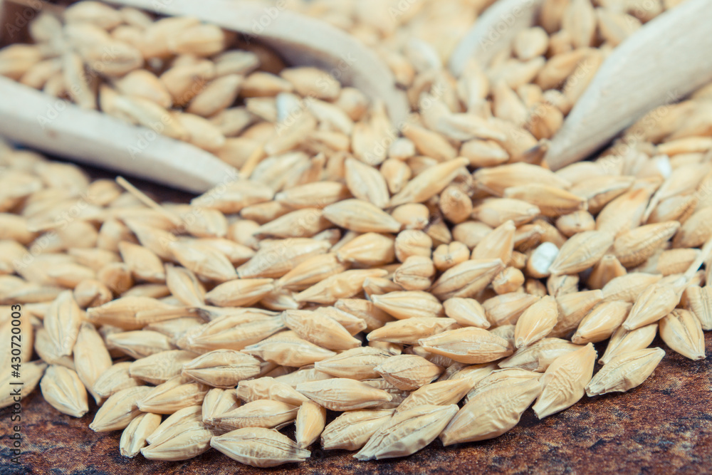 Wheat grain with spoon on old rustic background. Agriculture concept Wheat grain with spoon on old rustic background. Agriculture concept