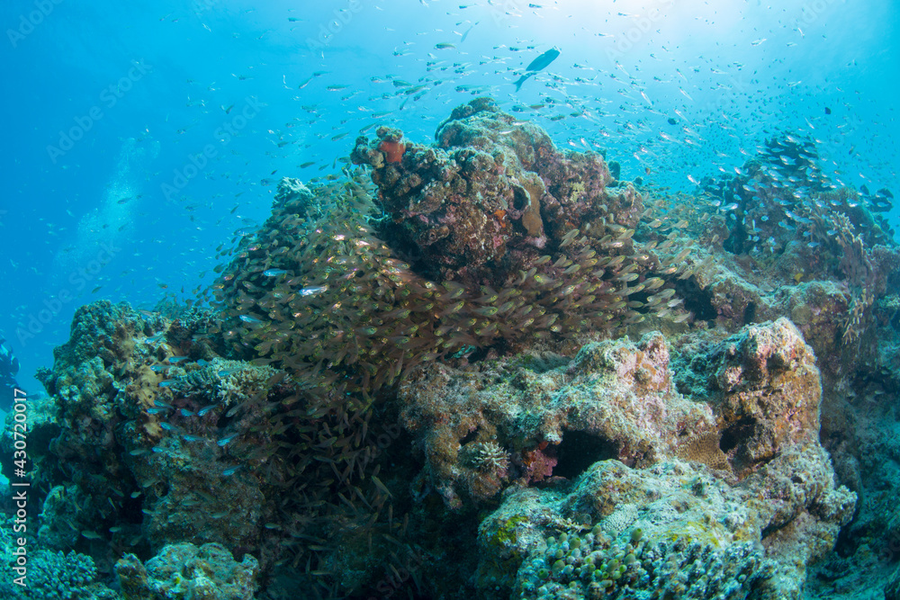 Fototapeta premium 石垣島 自然 海 珊瑚 太陽