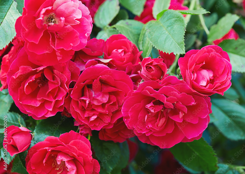 growing beautiful fresh red roses growing beautiful fresh red roses