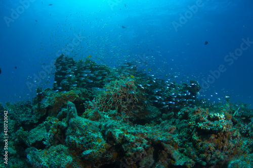 石垣島　自然　海　珊瑚 © Daymaker