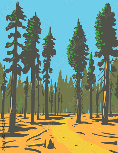 WPA Poster Art of giant sequoias growing in the General Grant Trail and Grove, a section of the greater Kings Canyon National Park located in California done in works project administration style.