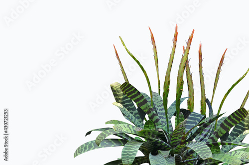 Fotografija Beautiful flowers of bromeliad tree on white background