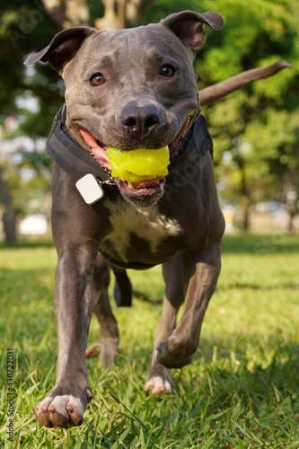 Pit bull dog playing in the park at sunset. Blue nose pitbull on sunny day and open countryside with lots of nature.