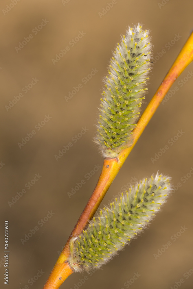 green willow buds closeup