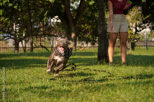 Pit bull dog playing in the park at sunset. Blue nose pitbull on sunny day and open countryside with lots of nature.