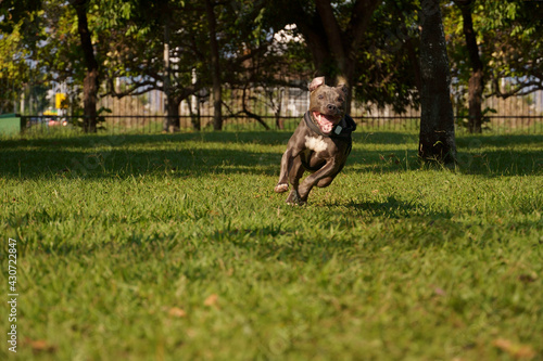Pit bull dog playing in the park at sunset. Blue nose pitbull on sunny day and open countryside with lots of nature.