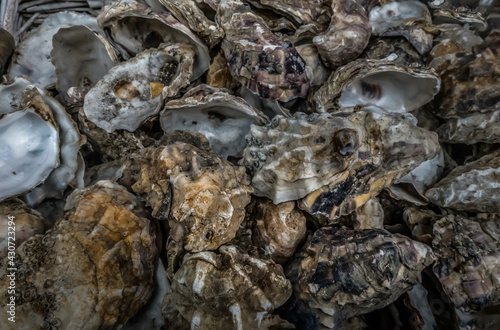 A lot of Oysters shells heap close up. Sea shells, Selective focus.