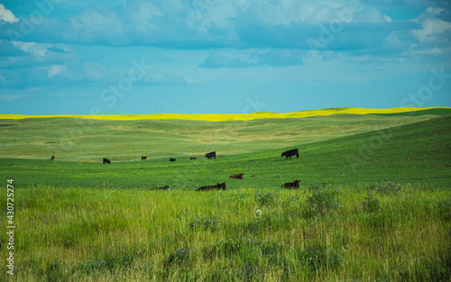 landscape with cows