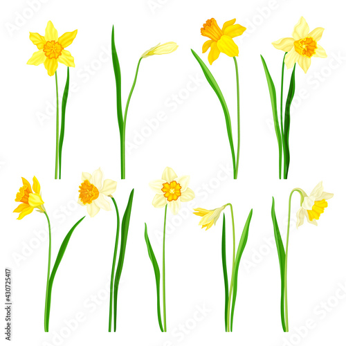 Narcissus as Spring Flowering Perennial Plant with White and Yellow Flowers and Leafless Flower Stem Vector Set