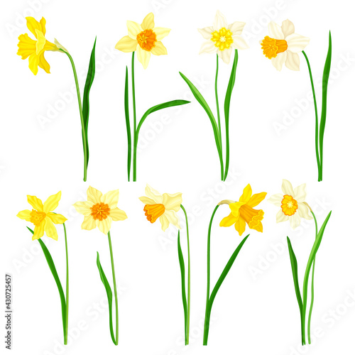 Narcissus as Spring Flowering Perennial Plant with White and Yellow Flowers and Leafless Flower Stem Vector Set