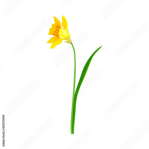 Narcissus as Spring Flowering Perennial Plant with Yellow Flower and Leafless Stem Closeup Vector Illustration