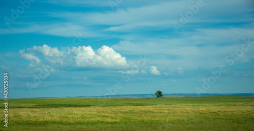 tree in the field © yuliianosulich