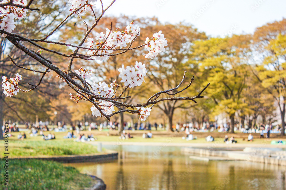 Naklejka premium 春の公園に咲く桜