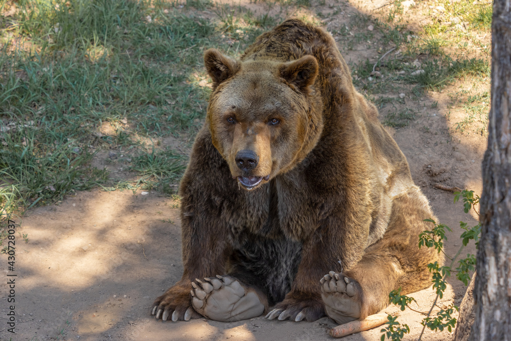 The brown bear  sitting on the ground in partial shade next to a tree and green grass. (Ursus arctos)