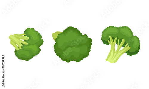 Broccoli as Edible Green Plant with Flowering Head and Stalk Vector Set