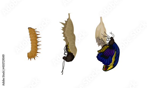 Chrysalis or Nympha as Pupal Stage of Butterfly Development Vector Set