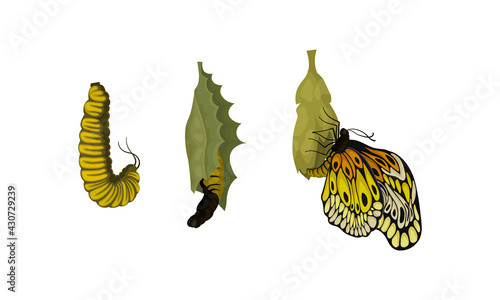 Chrysalis or Nympha as Pupal Stage of Butterfly Development Vector Set