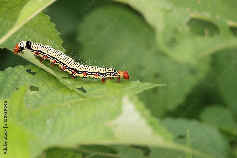 毛虫のフクラスズメの幼虫が葉を食べているところです