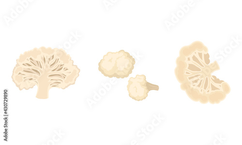 Cauliflower with Edible White Flesh Used in Culinary Vector Set