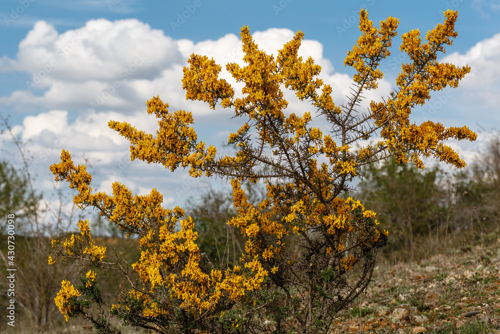 Thorny gorse shrub with yellow flowers in spring. Genista scorpius.
