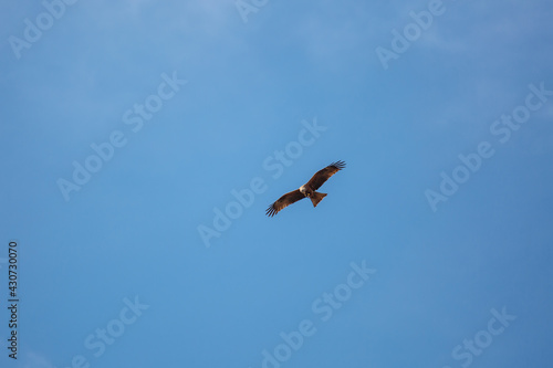 Black Kite in flight with a prey in its claws. Milvus migrans.