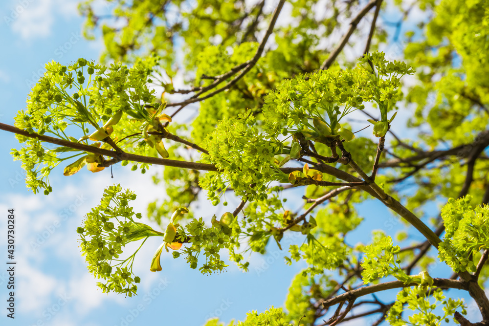 Blossoms on the branches of a Maple Tree in the spring with tender blue sky with white clouds in the background. Maple tree branches in bloom, springtime bright color green flowering plant Blossoms on the branches of a Maple Tree in the spring with tender blue sky with white clouds in the background. Maple tree branches in bloom, springtime bright color green flowering plant