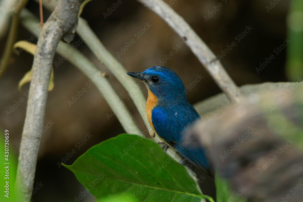 Fototapeta premium Tickell's blue flycatcher (Cyornis tickelliae), blue bird