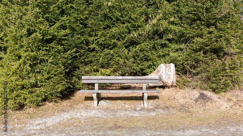 Park bench in front of fir trees. Symbol for taking a rest, being in nature.